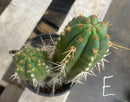 #EC210 Trichocereus Misfits Potted in 1 gallon Containers