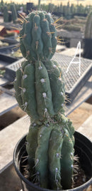 #EC210 Trichocereus Misfits Potted in 1 gallon Containers