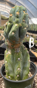 #EC210 Trichocereus Misfits Potted in 1 gallon Containers