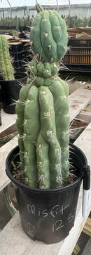 #EC210 Trichocereus Misfits Potted in 1 gallon Containers