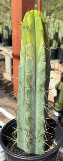 #EC211 EXACT Trichocereus Bridgesii DRE Drop Cactus 14.5”