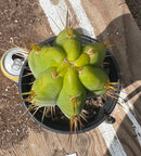 #EC211 EXACT Trichocereus Bridgesii DRE Drop Cactus 14.5”