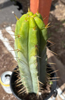 #EC211 EXACT Trichocereus Bridgesii DRE Drop Cactus 14.5”