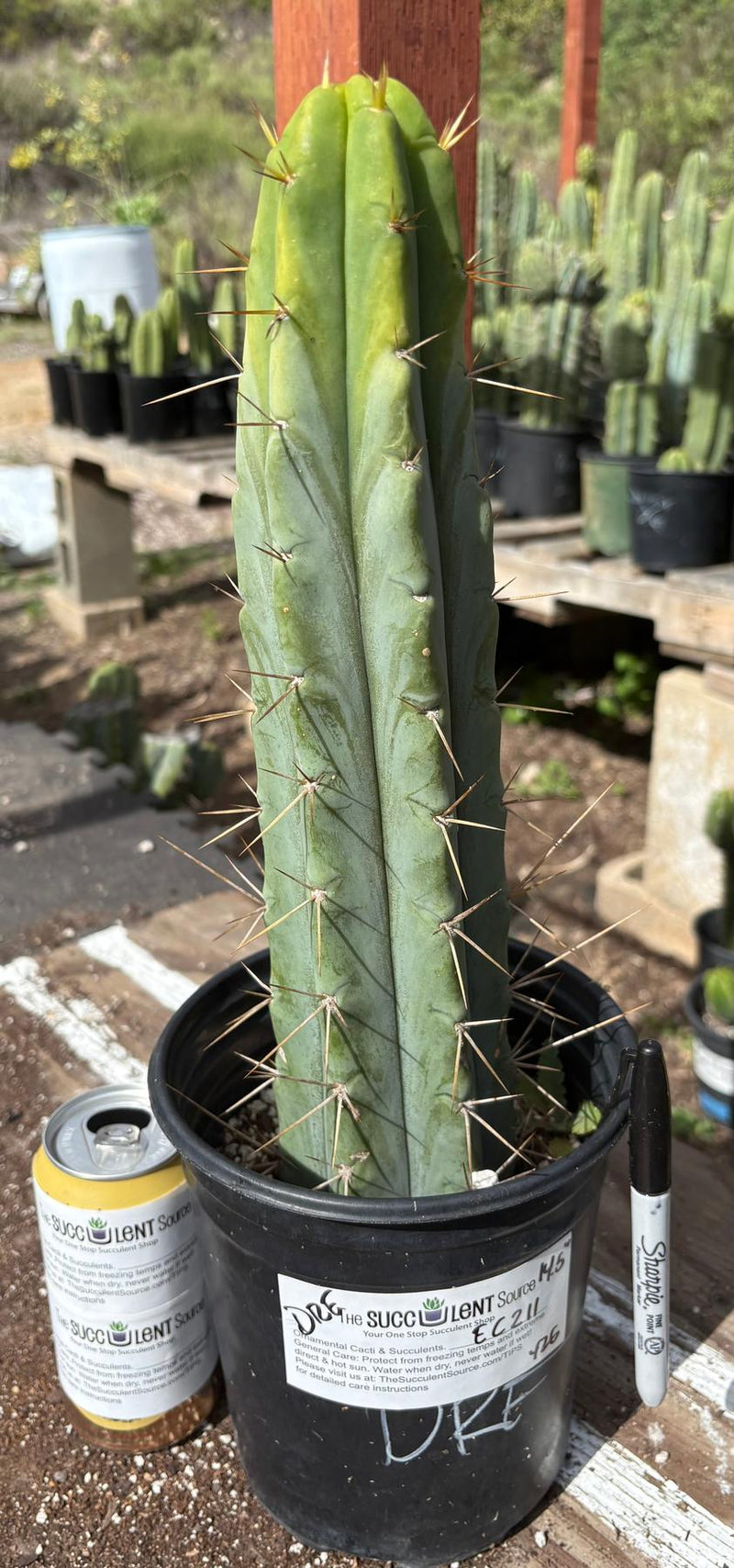cactus trichocereus bridgesii EC211 EXACT Trichocereus Bridgesii DRE Drop Cactus 14.5”