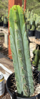 #EC211 EXACT Trichocereus Bridgesii DRE Drop Cactus 14.5”