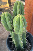 #EC212 EXACT Trichocereus SS02 X Pachanoi Yowie Cactus 12.5"