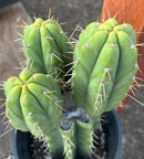 #EC212 EXACT Trichocereus SS02 X Pachanoi Yowie Cactus 12.5"