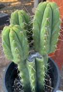 #EC212 EXACT Trichocereus SS02 X Pachanoi Yowie Cactus 12.5"