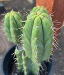 #EC212 EXACT Trichocereus SS02 X Pachanoi Yowie Cactus 12.5"