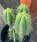 #EC212 EXACT Trichocereus SS02 X Pachanoi Yowie Cactus 12.5"