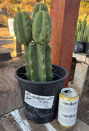 #EC212 EXACT Trichocereus SS02 X Pachanoi Yowie Cactus 12.5"