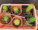 #EC214 EXACT Trichocereus Hybrid Potted Cactus LOT