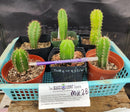 #EC214 EXACT Trichocereus Hybrid Potted Cactus LOT