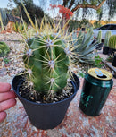 #EC215 Trichocereus Candicans Ornamental Cactus
