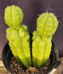 #EC217 EXACT Trichocereus Pachanoi Monstrose TPM Ornamental Cactus 9.5, 9"