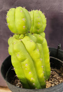 #EC217 EXACT Trichocereus Pachanoi Monstrose TPM Ornamental Cactus 9.5, 9"