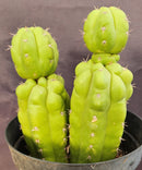 #EC217 EXACT Trichocereus Pachanoi Monstrose TPM Ornamental Cactus 9.5, 9"
