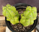 #EC217 EXACT Trichocereus Pachanoi Monstrose TPM Ornamental Cactus 9.5, 9"