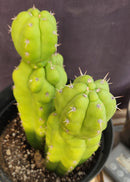 #EC217 EXACT Trichocereus Pachanoi Monstrose TPM Ornamental Cactus 9.5, 9"