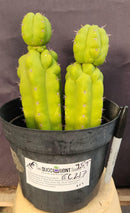 #EC217 EXACT Trichocereus Pachanoi Monstrose TPM Ornamental Cactus 9.5, 9"