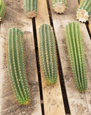 #EC22 EXACT Trichocereus Hybrid Arboricola X VRG Cactus Cutting 10-12"