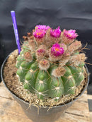 #EC221 EXACT Notocactus ubelmannia Ornamental Cactus. ”