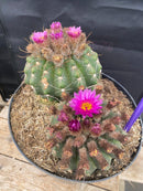 #EC221 EXACT Notocactus ubelmannia Ornamental Cactus. ”