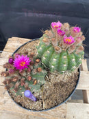 #EC221 EXACT Notocactus ubelmannia Ornamental Cactus. ”