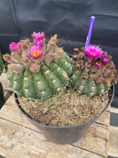 #EC221 EXACT Notocactus ubelmannia Ornamental Cactus. ”