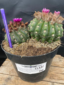 #EC221 EXACT Notocactus ubelmannia Ornamental Cactus. ”