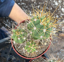 #EC222 EXACT Trichocereus Cactus Cluster in 4” container