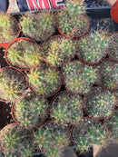 #EC222 EXACT Trichocereus Cactus Cluster in 4” container