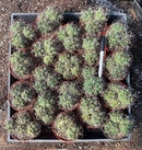 #EC223 EXACT Gymnocalycium Ornamental Cactus potted in 4”