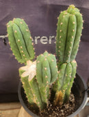 #EC224 EXACT Trichocereus Lost Label Cactus Ornamental Cactus 12”