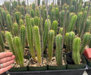 #EC225 EXACT Trichocereus Hybrid Cactus Bargain Potted Seedlings