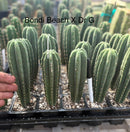 #EC225 EXACT Trichocereus Hybrid Cactus Bargain Potted Seedlings