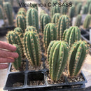 #EC225 EXACT Trichocereus Hybrid Cactus Bargain Potted Seedlings