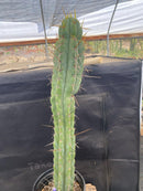 #EC226 EXACT Trichocereus Bridgesoid SunSpine Cactus  21.5"