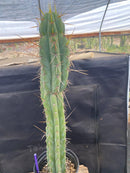 #EC226 EXACT Trichocereus Bridgesoid SunSpine Cactus  21.5"