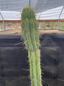 #EC226 EXACT Trichocereus Bridgesoid SunSpine Cactus  21.5"
