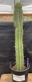 #EC226 EXACT Trichocereus Bridgesoid SunSpine Cactus  21.5"