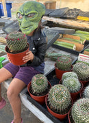 #EC227 EXACT BIGGG Mammilaria Nejapensis Cactus Potted in 6” containers