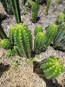 #EC228 EXACT Trichocereus Bach's Faux Scop Cactus Cutting 8-10"