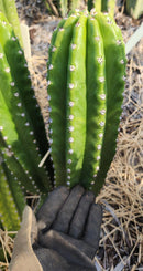 #EC228 EXACT Trichocereus Bach's Faux Scop Cactus Cutting 8-10"