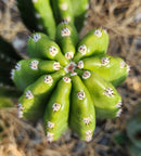 #EC228 EXACT Trichocereus Bach's Faux Scop Cactus Cutting 8-10"