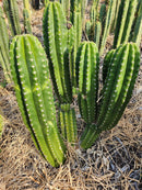 #EC228 EXACT Trichocereus Bach's Faux Scop Cactus Cutting 8-10"