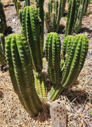 #EC228 EXACT Trichocereus Bach's Faux Scop Cactus Cutting 8-10"