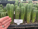 #EC229 Trichocereus hybrid Pachanoi Uwa X Scopulicola Slimer Cactus Seedlings 4-5”