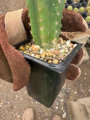 #EC225 EXACT Trichocereus Hybrid Cactus Bargain Potted Seedlings