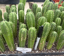 #EC229 Trichocereus hybrid Pachanoi Uwa X Scopulicola Slimer Cactus Seedlings 4-5”